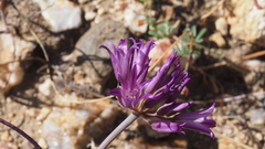 Allium fimbriatum