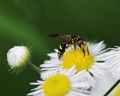 Philanthus bilunatus