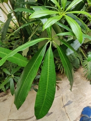 Alstonia scholaris