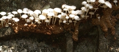 Termitomyces microcarpus