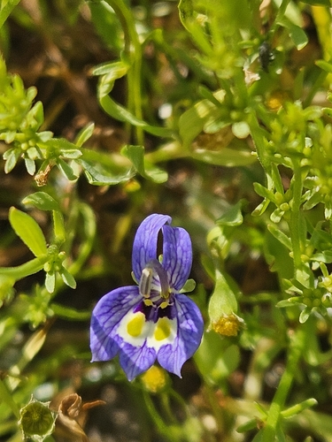 Image of Downingia insignis by (c) Marco Iboshi, some rights reserved (CC BY)