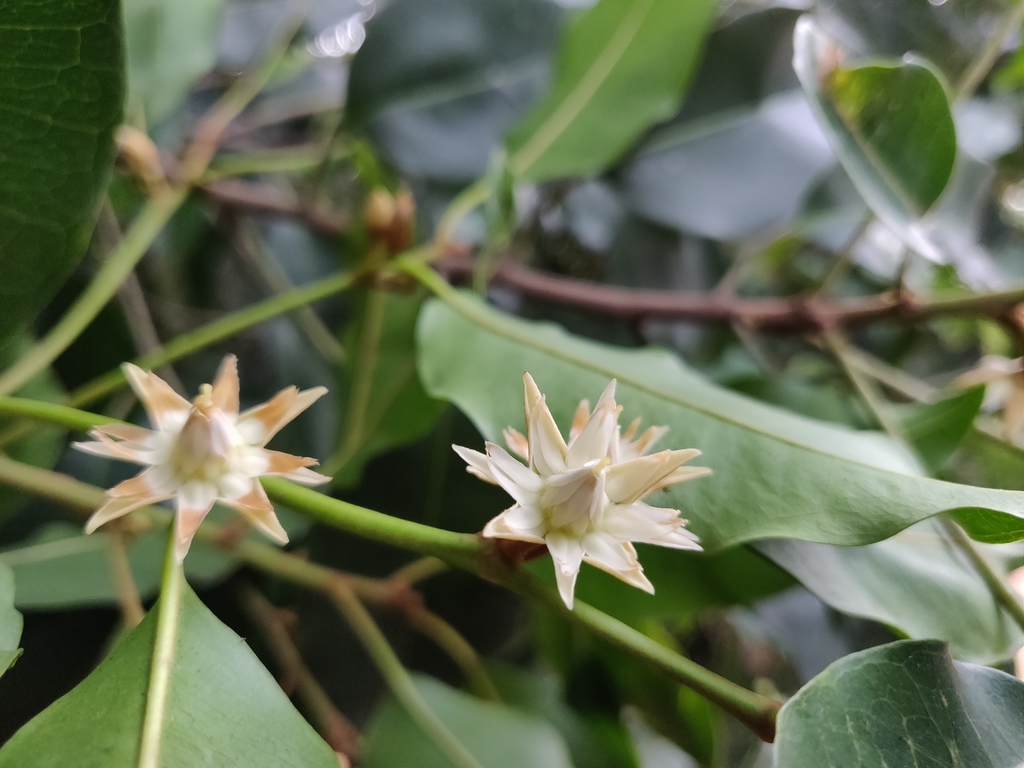 Mimusops elengi, Mysuru, Karnataka 570016, India