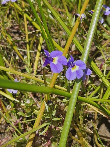 Image of Doublehorn Calicoflower (Downingia bicornuta) by (c) Marco Iboshi, some rights reserved (CC BY)