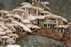 Termitomyces microcarpus