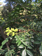 Zanthoxylum schinifolium