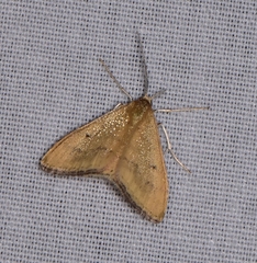 Scopula rubraria