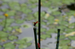 Urothemis signata yiei