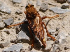 Asilus crabroniformis