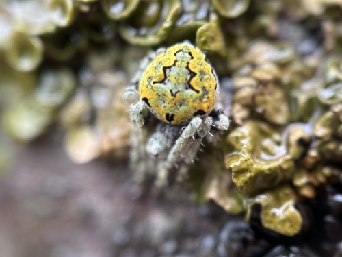 Humpbacked Orbweaver photo 6