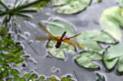 Hydrobasileus croceus