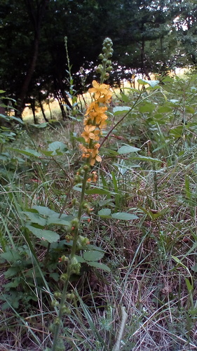 repík lekársky (Agrimonia eupatoria)