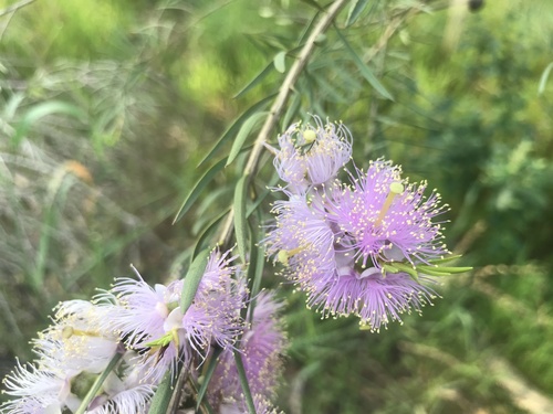 Image of Melaleuca radula by (c) Ann Bentley, some rights reserved (CC BY)