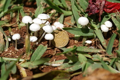 Termitomyces microcarpus