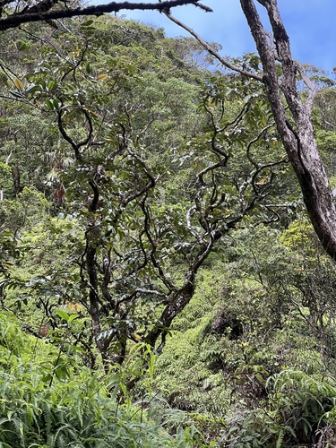 Polyscias kavaiensis observed 2024-11-25