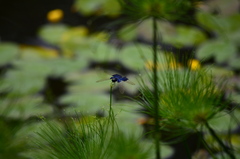 Rhyothemis triangularis