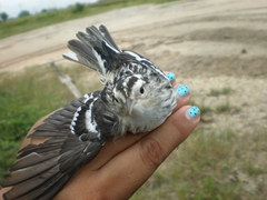 Mniotilta varia