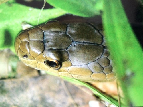 Rough-scaled Snake sighting