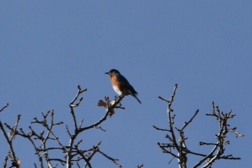 Eastern Bluebird photographed in New Mexico