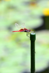Urothemis signata yiei