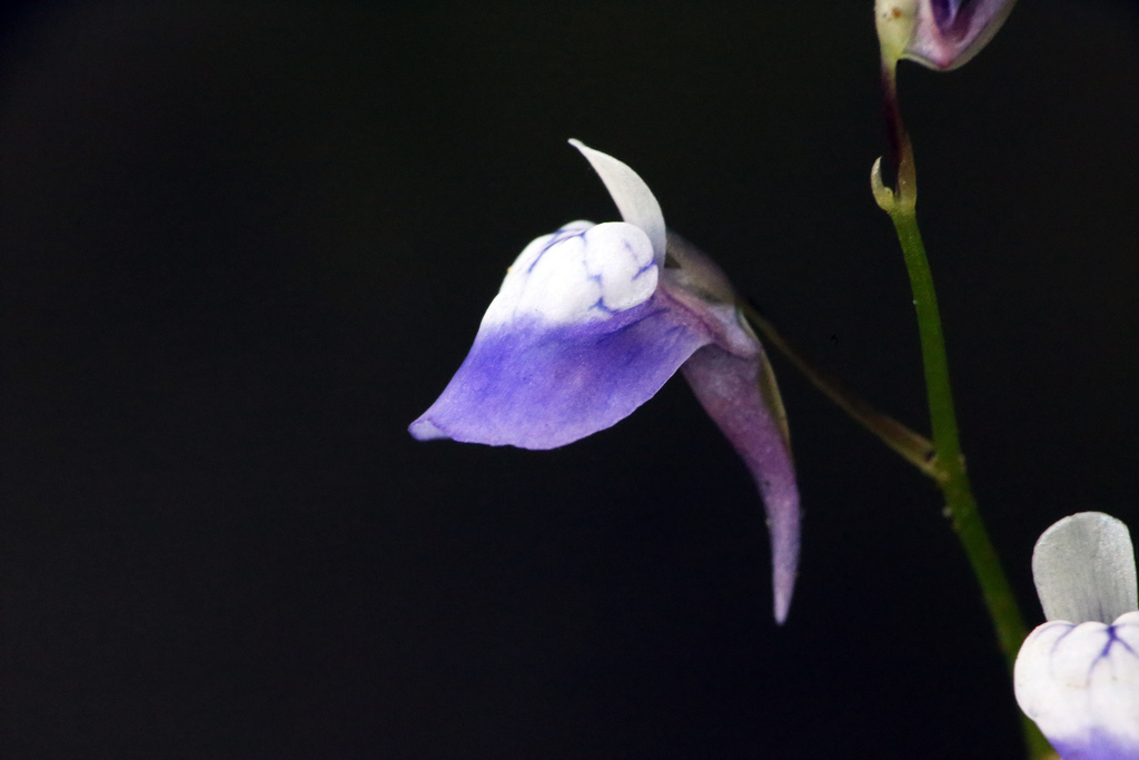Utricularia heterosepala Benj.