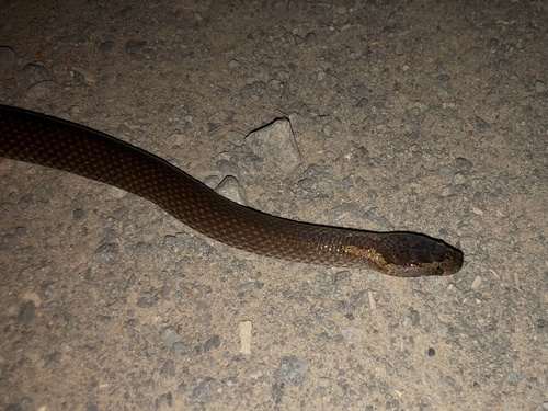 Golden-crowned Snake sighting