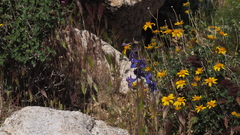 Delphinium parishii subglobosum