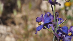 Delphinium parishii subglobosum