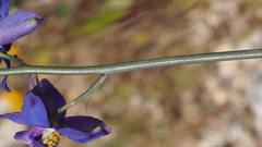 Delphinium parishii subglobosum