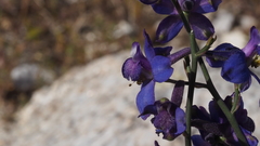 Delphinium parishii subglobosum