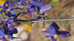 Delphinium parishii subglobosum