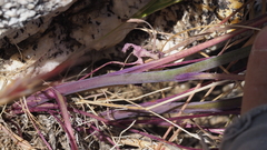 Delphinium parishii subglobosum