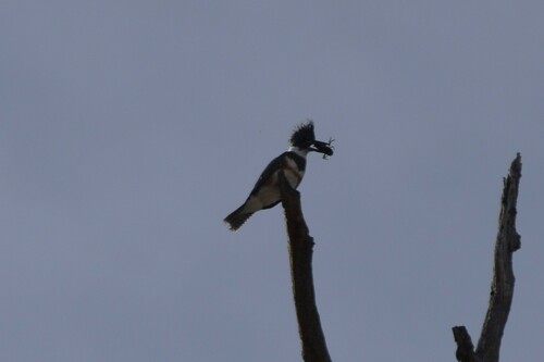 Belted Kingfisher photographed in New Mexico