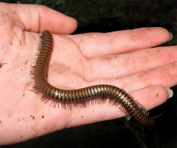 Paeromopodidae