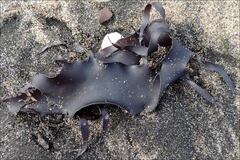 Pachymenia