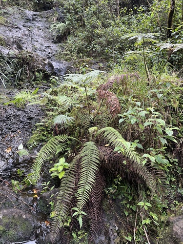 Amauropelta globulifera observed 2024-11-25