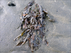 Sargassum sinclairii