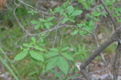 Lonicera nigra