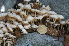 Termitomyces microcarpus