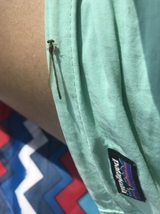Argia fumipennis