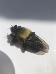 Laphria grossa