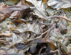 Sargassum sinclairii