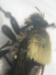 Laphria grossa