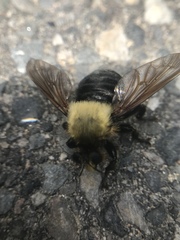 Laphria grossa