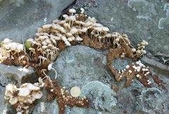 Termitomyces microcarpus