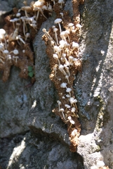 Termitomyces microcarpus