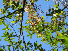 Psittacanthus dichrous