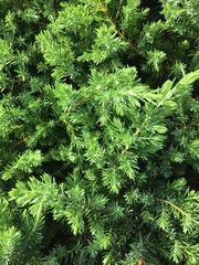 Juniperus rigida conferta