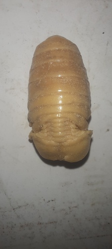 Cymothoa exigua observed 2024-11-24