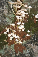 Termitomyces microcarpus