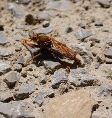 Asilus crabroniformis